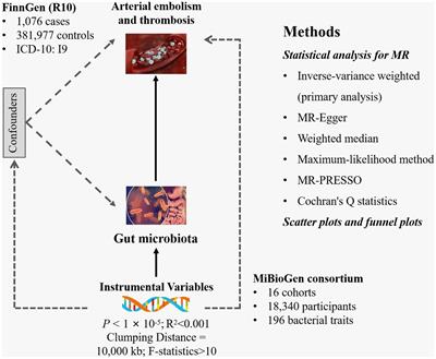 Genetic evidence for a causal link between gut microbiota and arterial embolism and thrombosis: a two-sample Mendelian randomization study